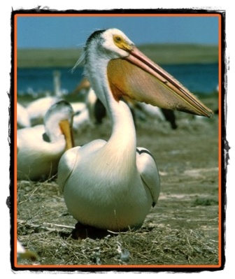 Cuibaritul pelicanului comun